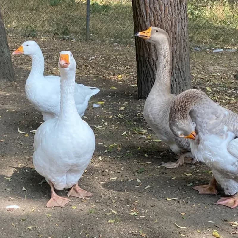 Gänse-Gang, female mixed breed for adoption at Tierheim Bergheim, Bergheim