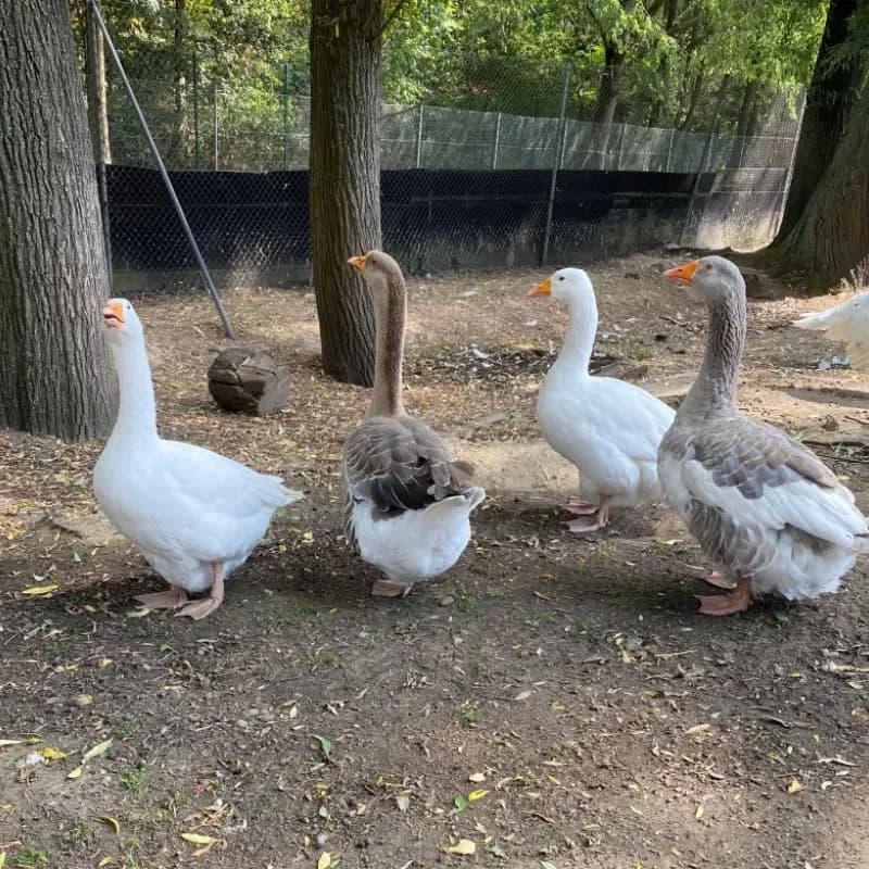 Gänse-Gang, female mixed breed for adoption at Tierheim Bergheim, Bergheim — photo 2 of 3
