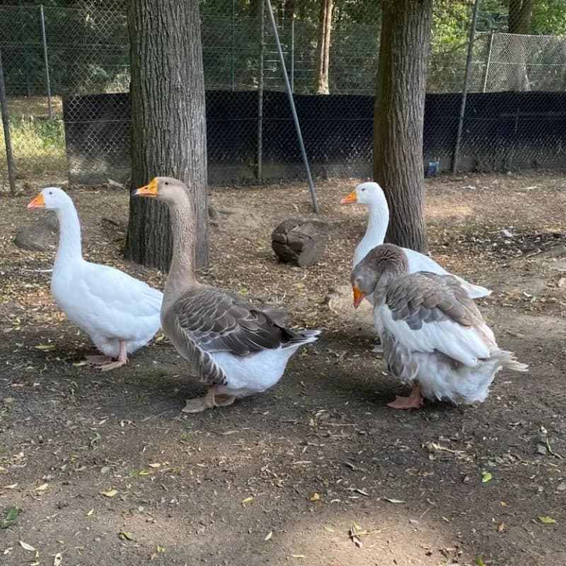 Gänse-Gang, female mixed breed for adoption at Tierheim Bergheim, Bergheim — photo 3 of 3