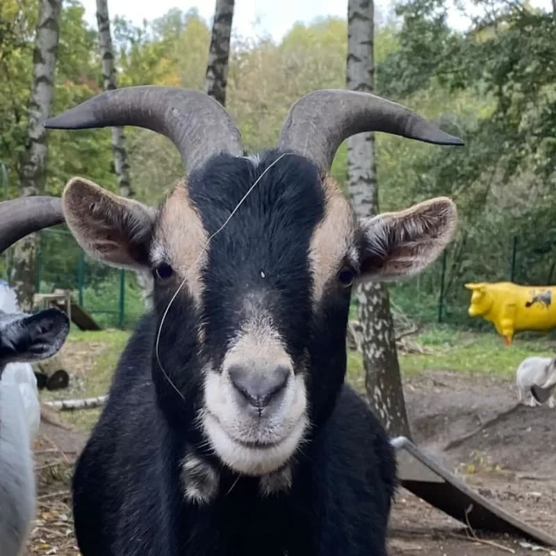 Tom, male 6yo mixed breed for adoption at Tierheim Bergheim, Bergheim