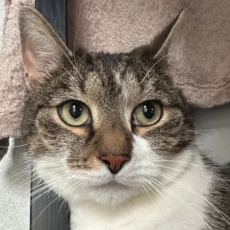 Hugo, male mixed breed for adoption at Tierheim Bergheim, Bergheim