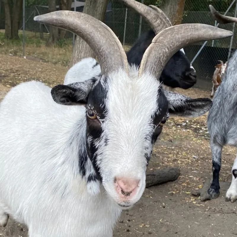 Tim, male 6yo mixed breed for adoption at Tierheim Bergheim, Bergheim