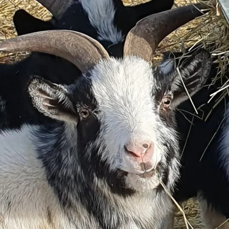 Tim, male mixed breed for adoption at Tierheim Bergheim, Bergheim — photo 2 of 2