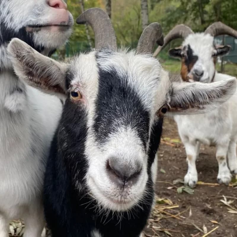 Trisha (Paten gesucht), female mixed breed for adoption at Tierheim Bergheim, Bergheim