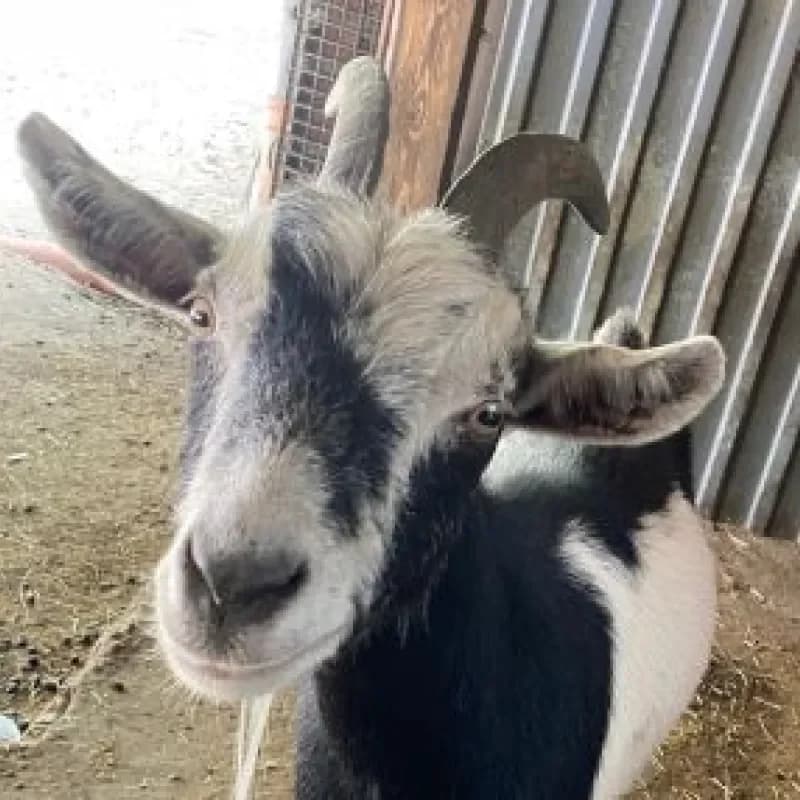Trisha (Paten gesucht), female mixed breed for adoption at Tierheim Bergheim, Bergheim — photo 2 of 3