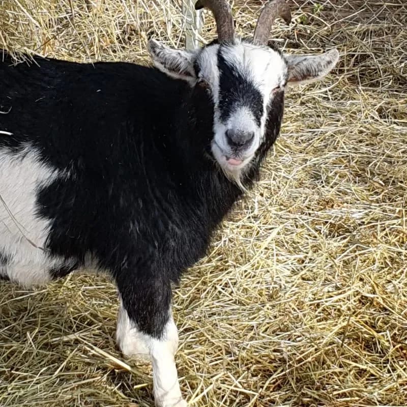 Trisha (Paten gesucht), female mixed breed for adoption at Tierheim Bergheim, Bergheim — photo 3 of 3