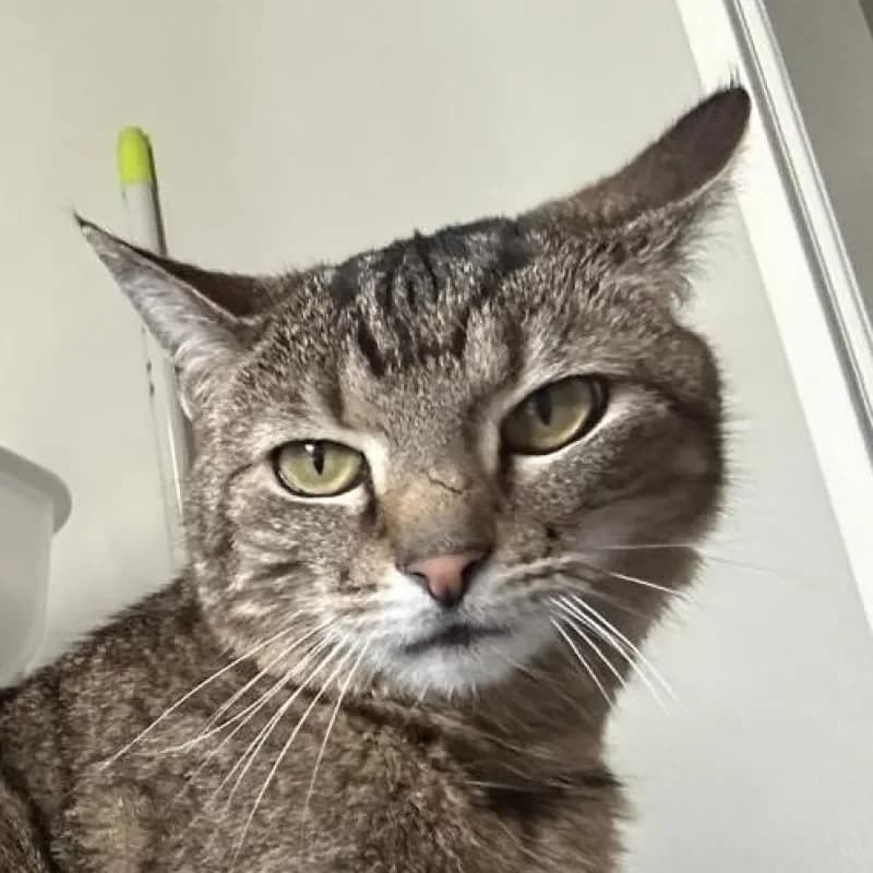 Bonnie (Paten gesucht), female mixed breed for adoption at Tierheim Bergheim, Bergheim