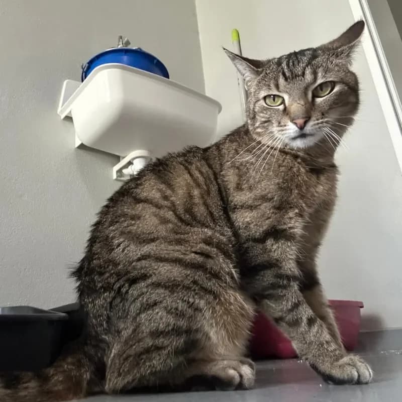 Lilly (reserviert), female mixed breed for adoption at Tierheim Bergheim, Bergheim — photo 2 of 4