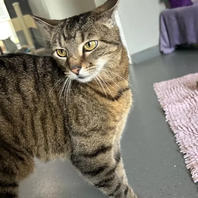 Lilly (reserviert), female mixed breed for adoption at Tierheim Bergheim, Bergheim — photo 3 of 4