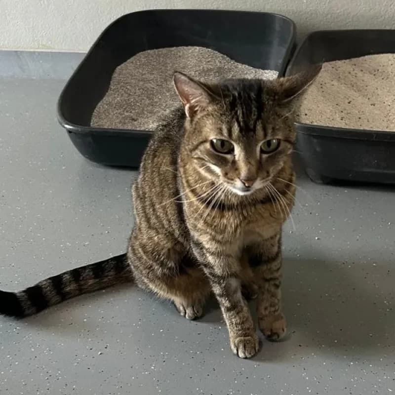 Lilly (reserviert), female mixed breed for adoption at Tierheim Bergheim, Bergheim — photo 4 of 4