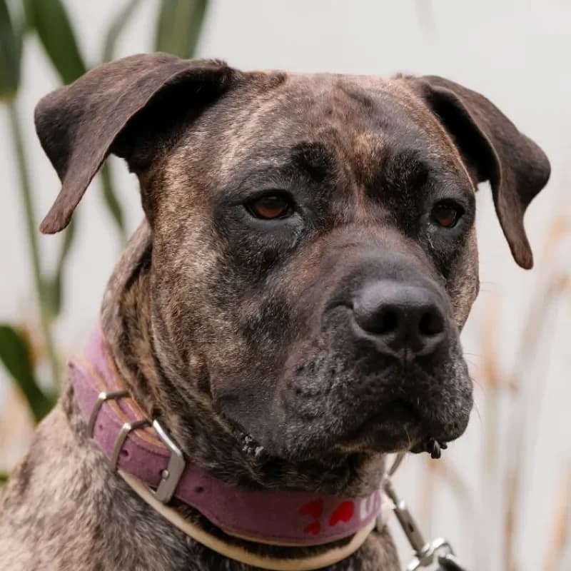 Lotta, female senior Cane Corso for adoption at Tierheim Bergheim, Bergheim