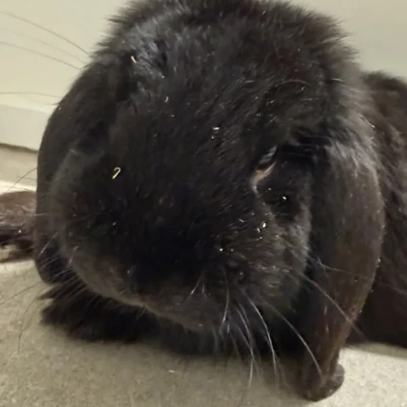 Lucky, male mixed breed for adoption at Tierheim Bergheim, Bergheim