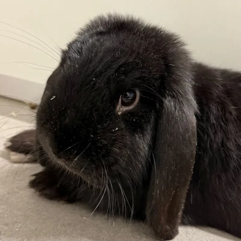 Lucky, male mixed breed for adoption at Tierheim Bergheim, Bergheim — photo 2 of 3