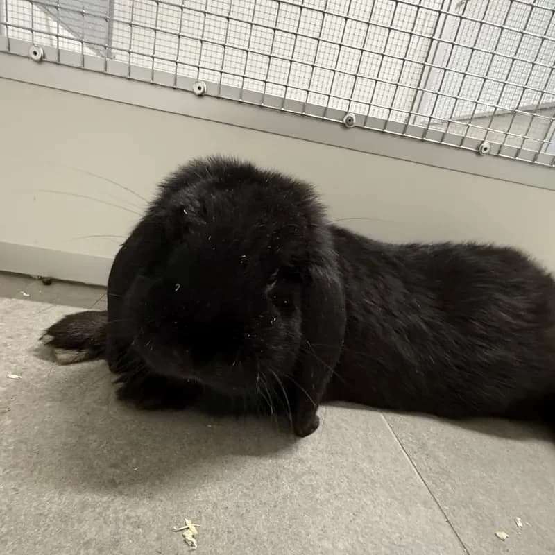 Lucky, male mixed breed for adoption at Tierheim Bergheim, Bergheim — photo 3 of 3