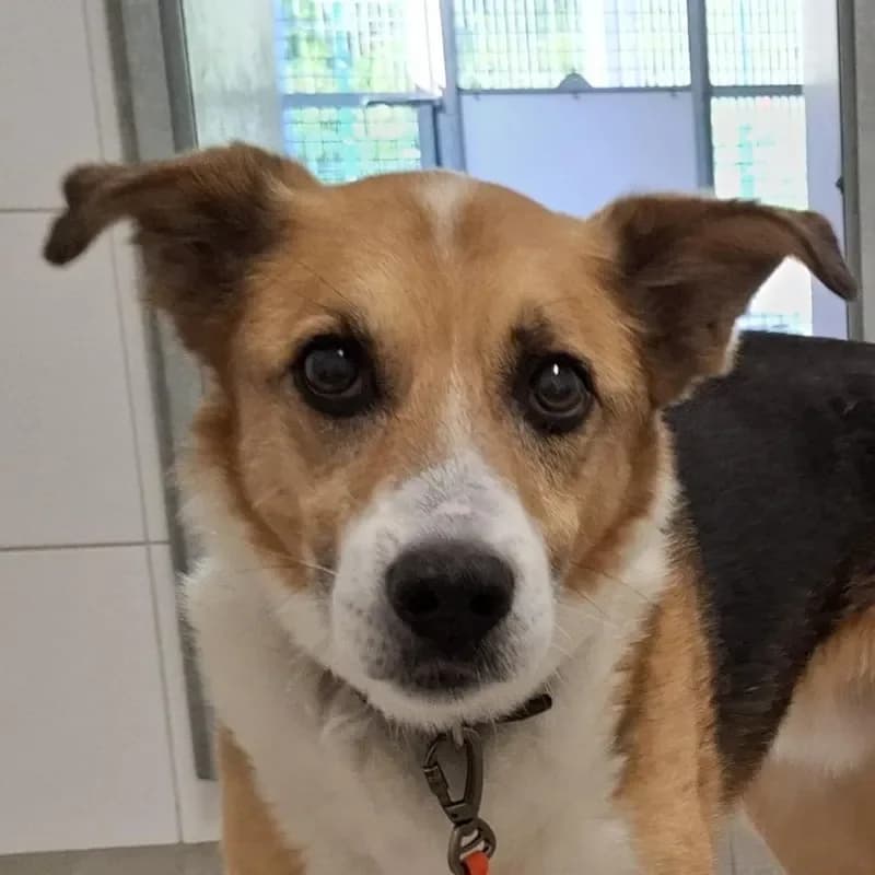 Lucky, male senior Mixed Breed for adoption at Tierheim Bergheim, Bergheim