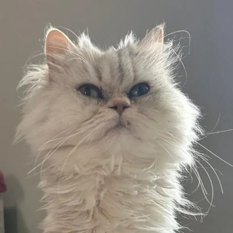 Lucy (reserviert), female Persian for adoption at Tierheim Bergheim, Bergheim