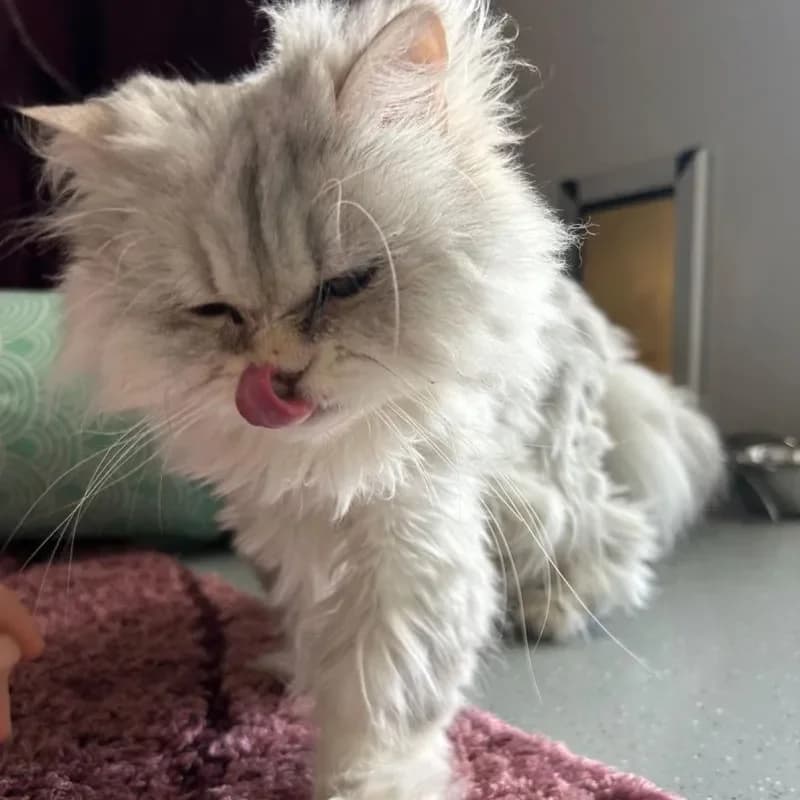 Lucy (reserviert), female Persian for adoption at Tierheim Bergheim, Bergheim — photo 2 of 4