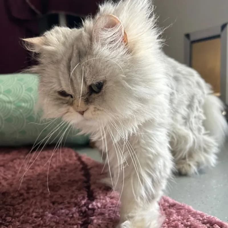 Lucy (reserviert), female Persian for adoption at Tierheim Bergheim, Bergheim — photo 3 of 4