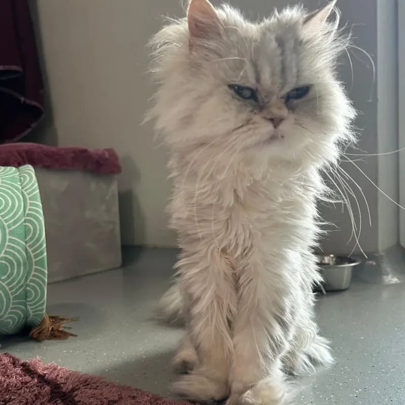 Lucy (reserviert), female Persian for adoption at Tierheim Bergheim, Bergheim — photo 4 of 4
