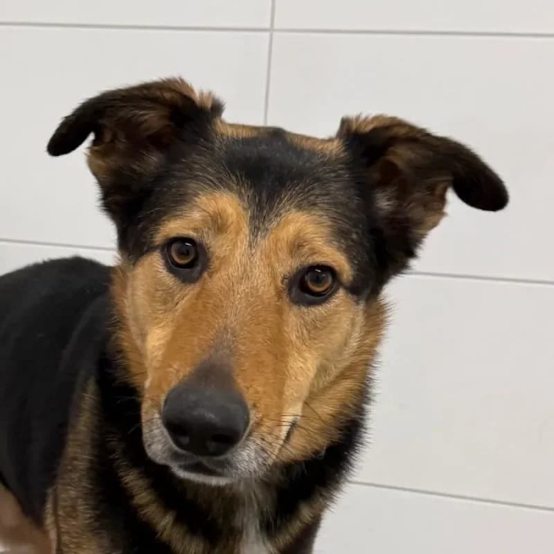 Luka, male 4yo German Shepherd for adoption at Tierheim Bergheim, Bergheim