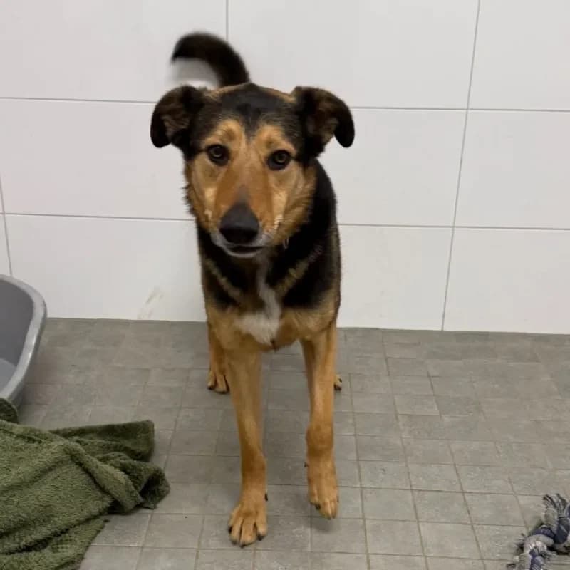 Luka, male German Shepherd for adoption at Tierheim Bergheim, Bergheim — photo 2 of 4