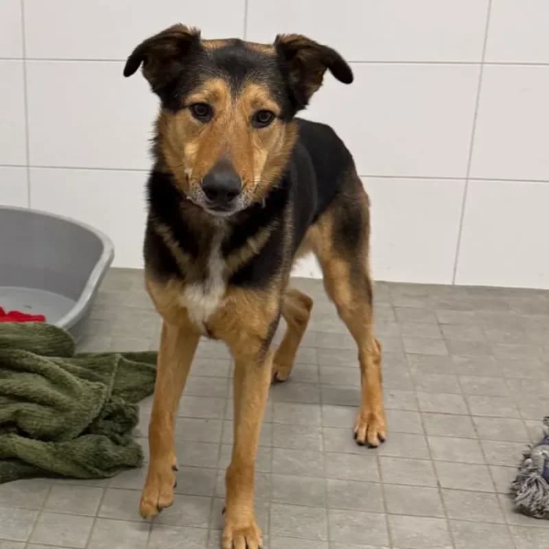 Luka, male German Shepherd for adoption at Tierheim Bergheim, Bergheim — photo 3 of 4