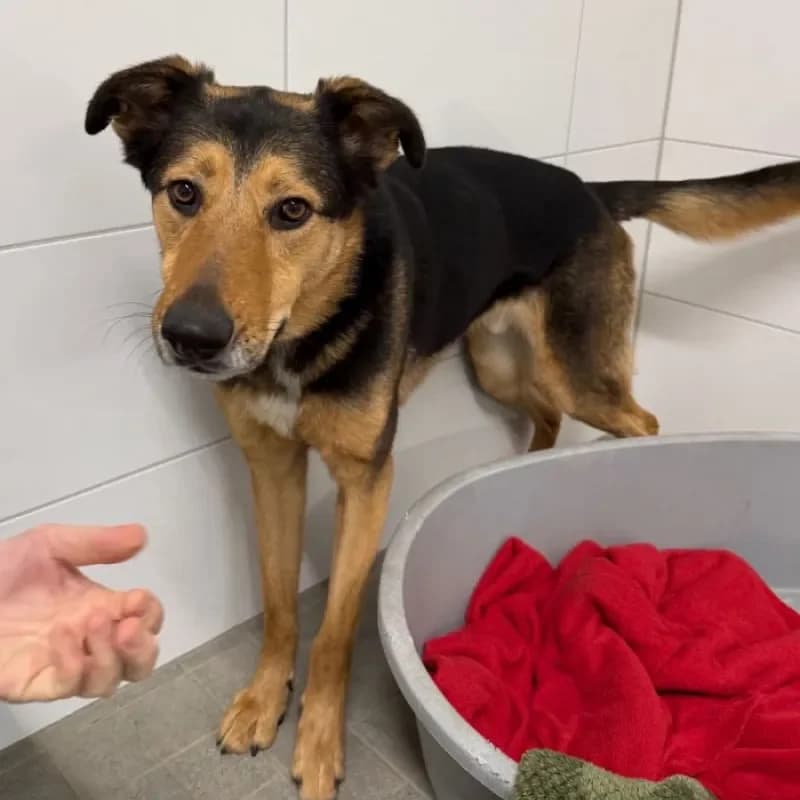 Luka, male German Shepherd for adoption at Tierheim Bergheim, Bergheim — photo 4 of 4