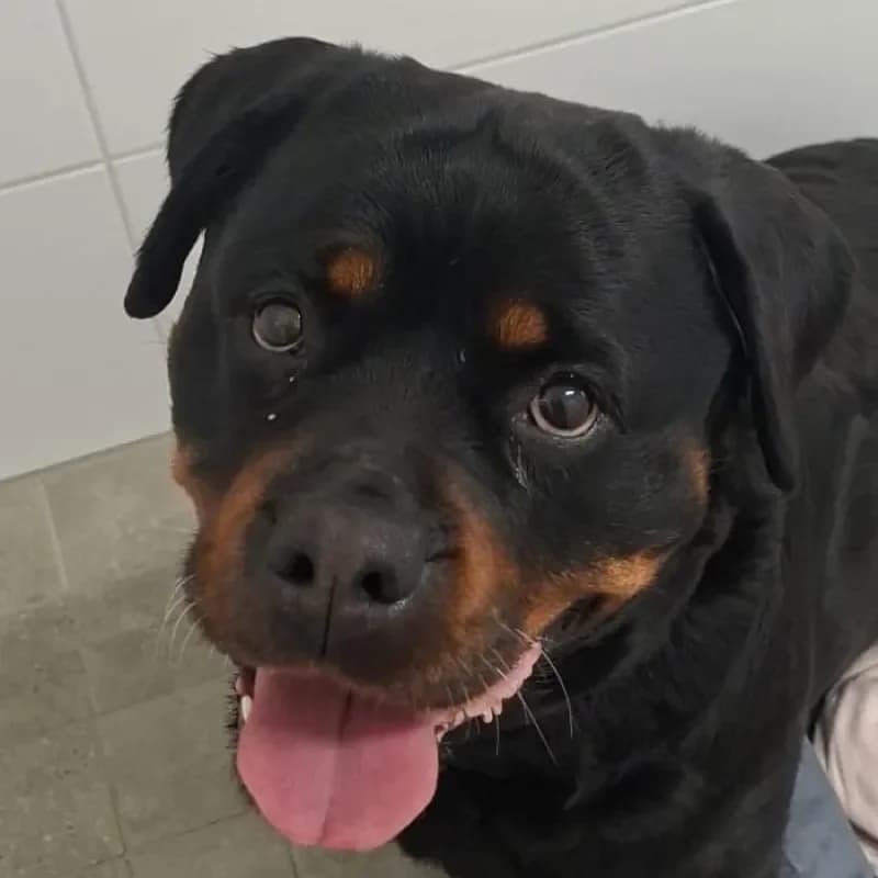 Luna, female 7yo Rottweiler for adoption at Tierheim Bergheim, Bergheim