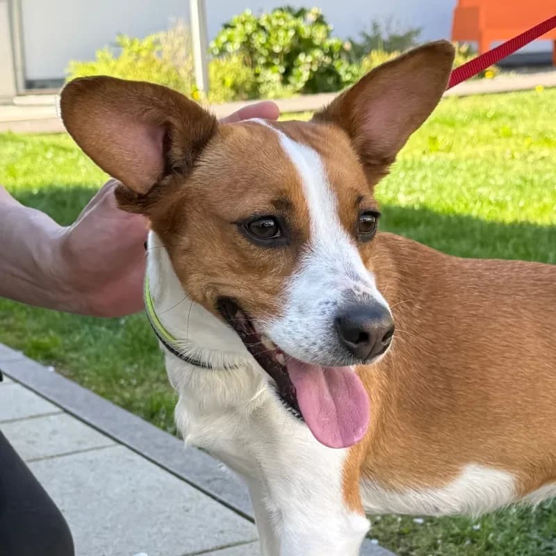 Luna, female Jack Russell Terrier for adoption at Tierheim Bergheim, Bergheim — photo 2 of 4