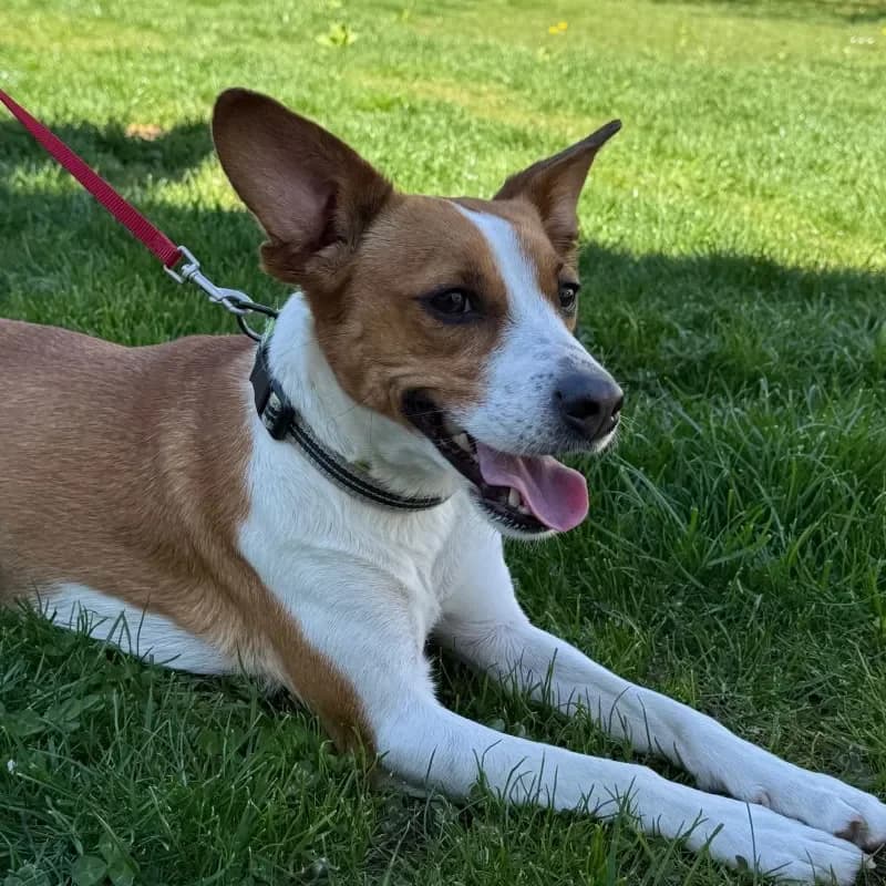 Luna, female Jack Russell Terrier for adoption at Tierheim Bergheim, Bergheim — photo 3 of 4