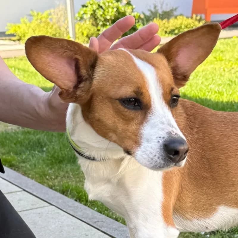 Luna, female Jack Russell Terrier for adoption at Tierheim Bergheim, Bergheim — photo 4 of 4