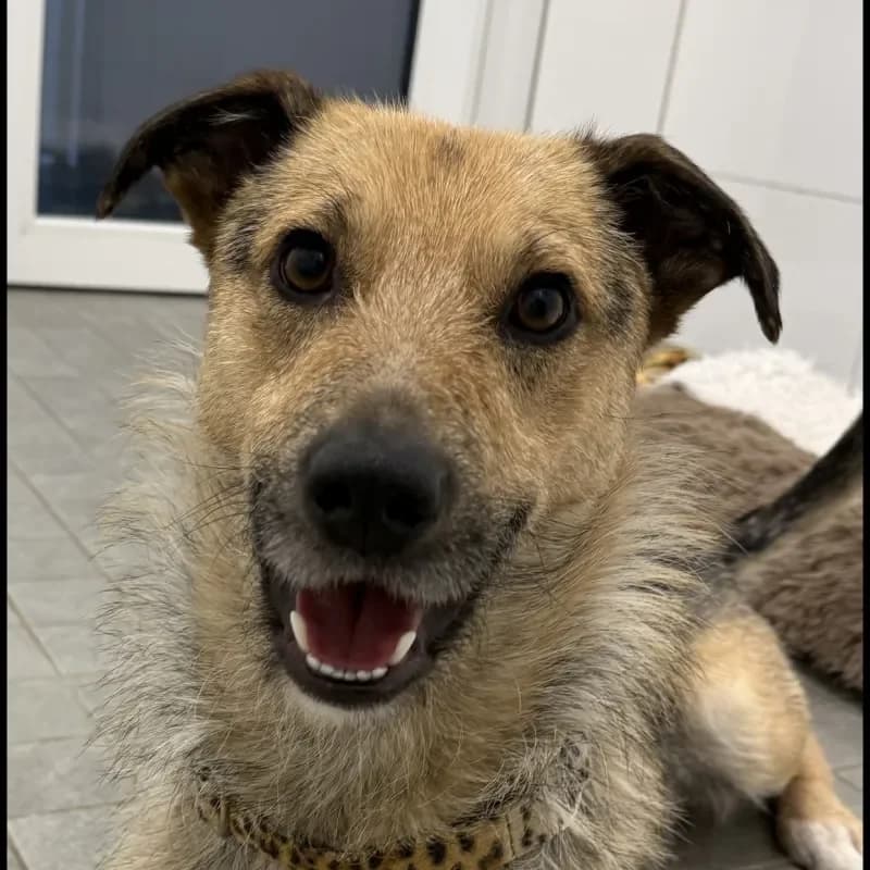 Lurens (reserviert), male Mixed Breed for adoption at Tierheim Bergheim, Bergheim