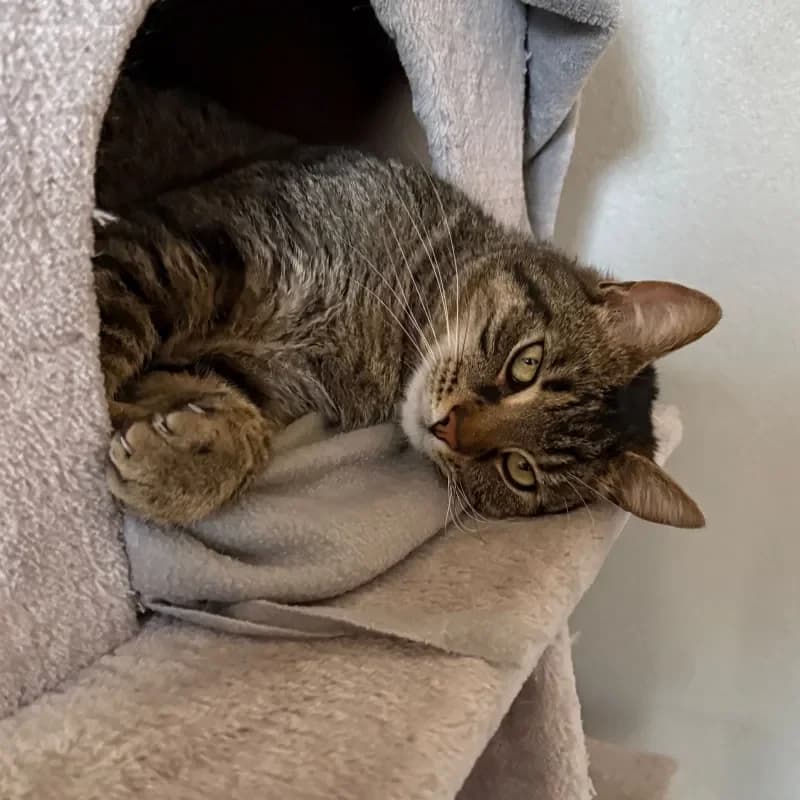 Marco (reserviert), male mixed breed for adoption at Tierheim Bergheim, Bergheim