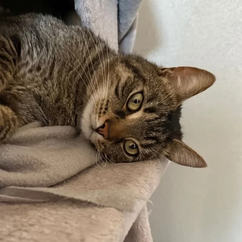 Marco (reserviert), male mixed breed for adoption at Tierheim Bergheim, Bergheim — photo 2 of 4