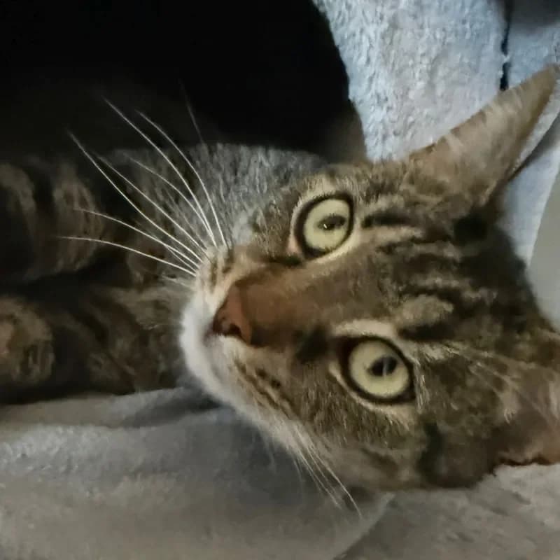 Marco (reserviert), male mixed breed for adoption at Tierheim Bergheim, Bergheim — photo 3 of 4