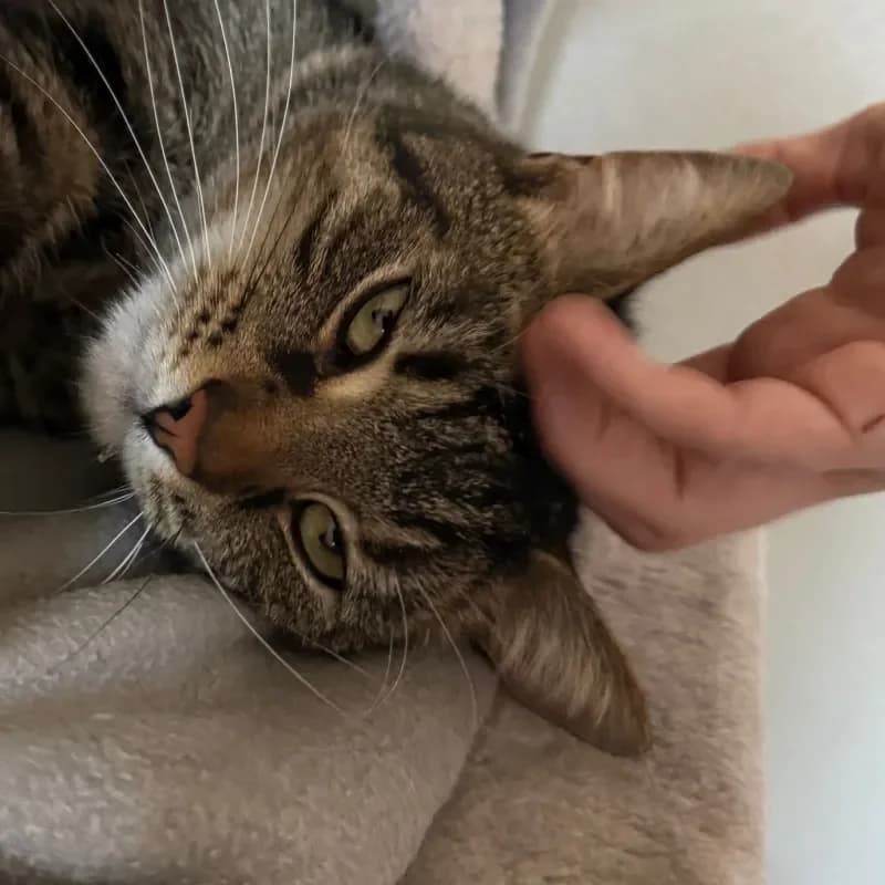 Marco (reserviert), male mixed breed for adoption at Tierheim Bergheim, Bergheim — photo 4 of 4