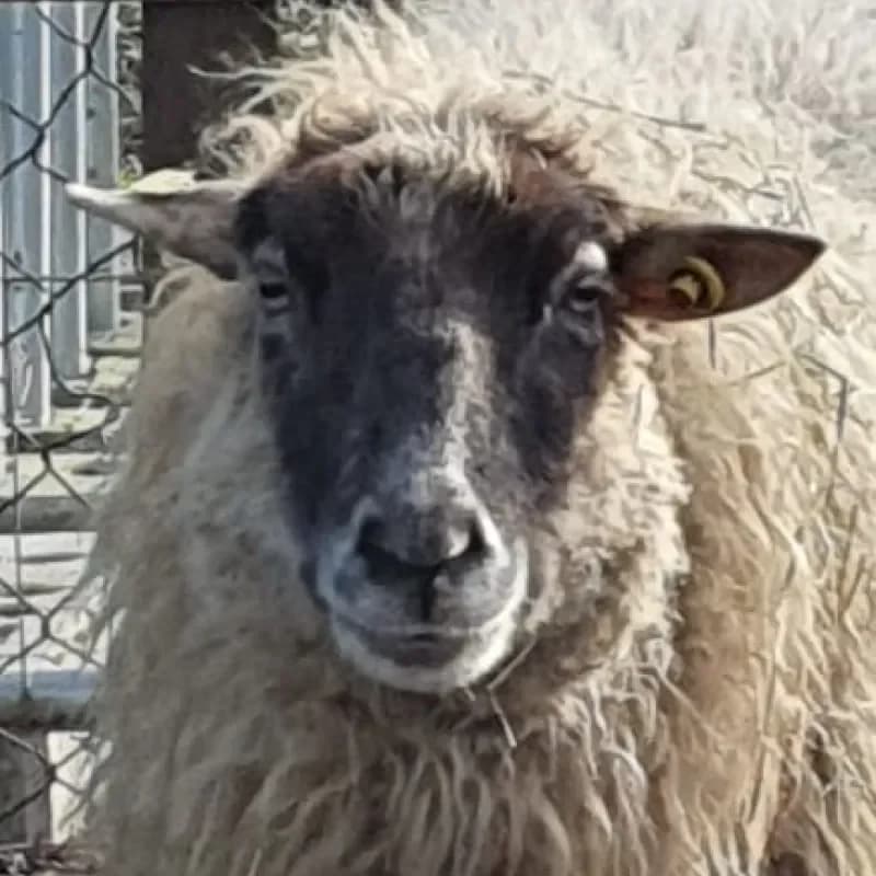 Maruta (Paten gesucht), female mixed breed for adoption at Tierheim Bergheim, Bergheim