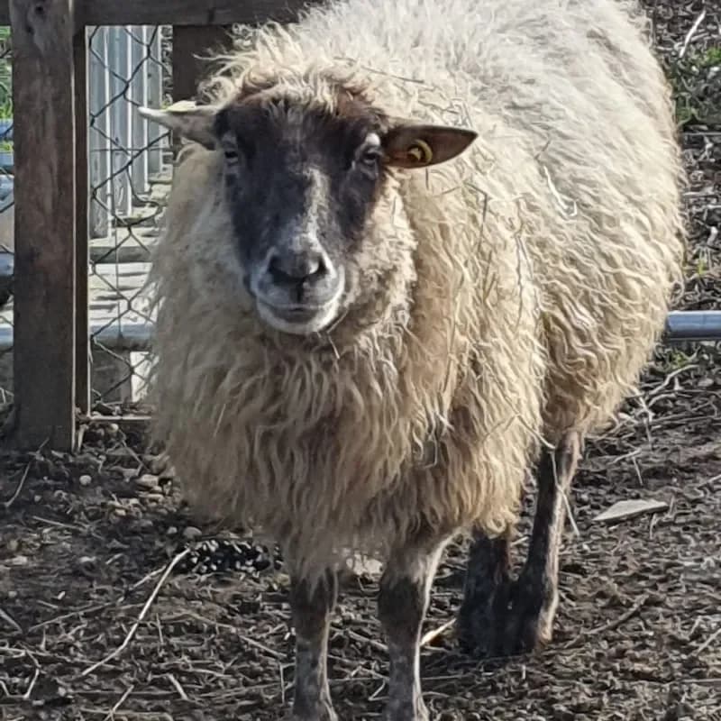 Maruta (Paten gesucht), female mixed breed for adoption at Tierheim Bergheim, Bergheim — photo 2 of 3
