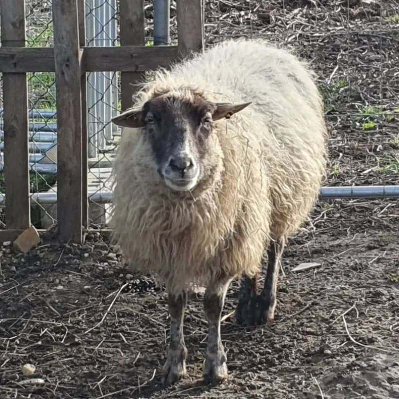 Maruta (Paten gesucht), female mixed breed for adoption at Tierheim Bergheim, Bergheim — photo 3 of 3