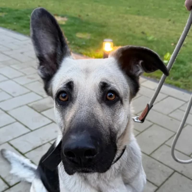 Mila, female German Shepherd for adoption at Tierheim Bergheim, Bergheim
