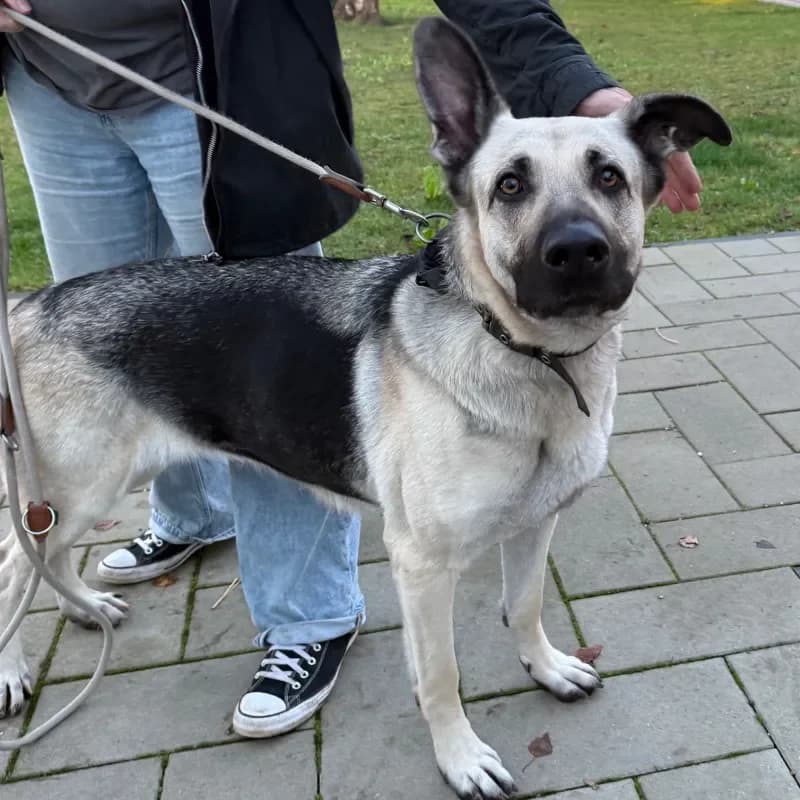 Mila, female German Shepherd for adoption at Tierheim Bergheim, Bergheim — photo 2 of 4