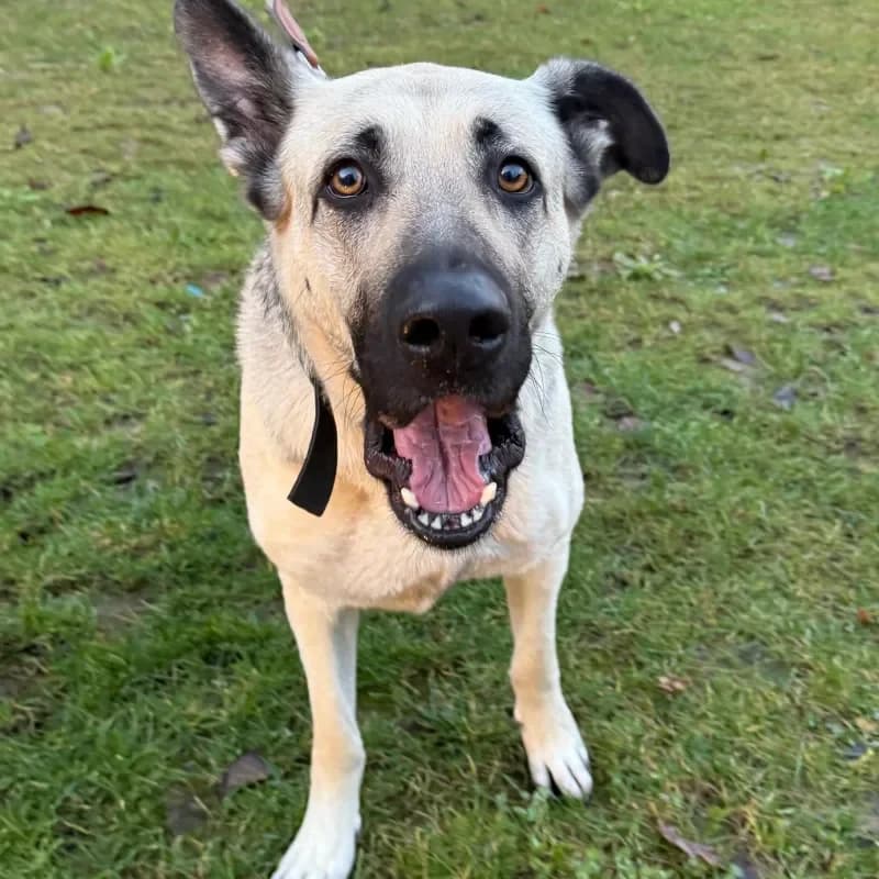 Mila, female German Shepherd for adoption at Tierheim Bergheim, Bergheim — photo 3 of 4