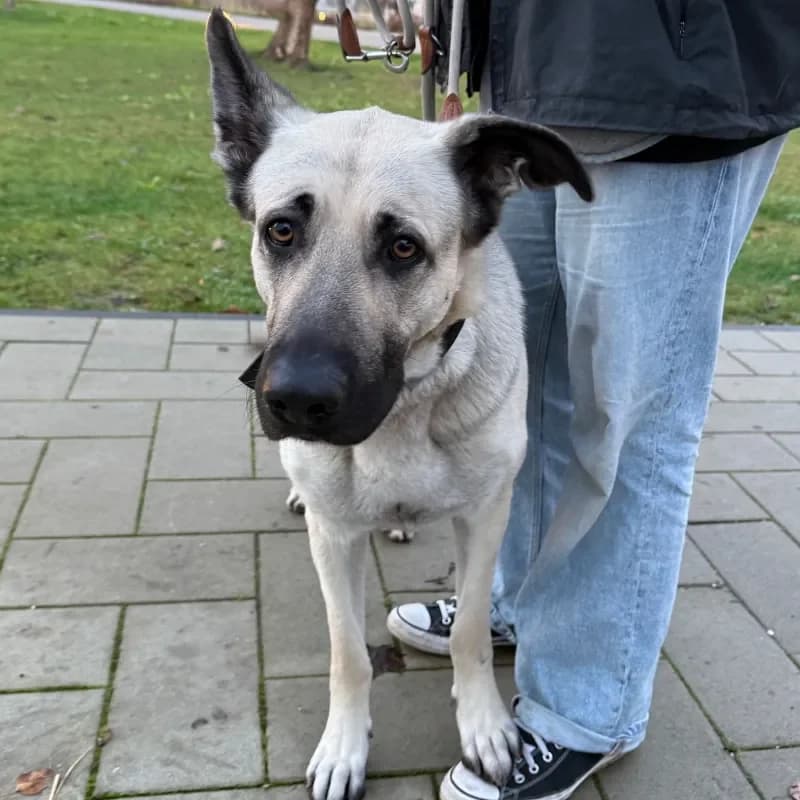 Mila, female German Shepherd for adoption at Tierheim Bergheim, Bergheim — photo 4 of 4
