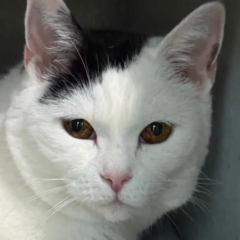 Momo, female mixed breed for adoption at Tierheim Bergheim, Bergheim