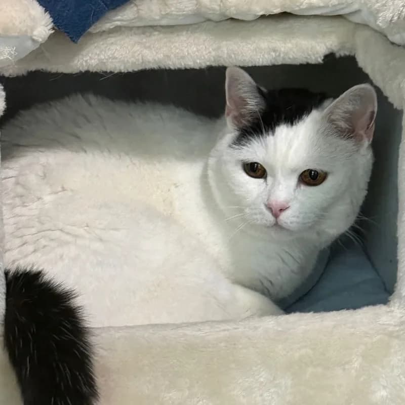 Momo, female mixed breed for adoption at Tierheim Bergheim, Bergheim — photo 2 of 4