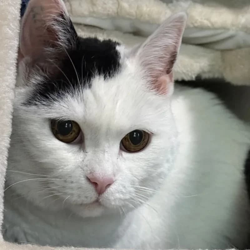 Momo, female mixed breed for adoption at Tierheim Bergheim, Bergheim — photo 3 of 4