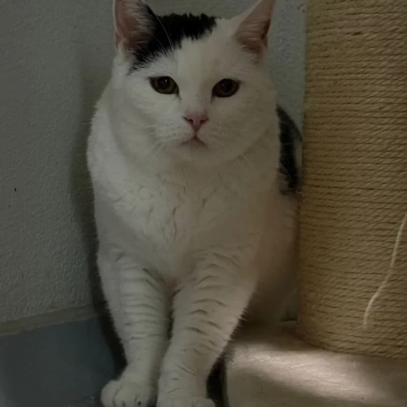 Momo, female mixed breed for adoption at Tierheim Bergheim, Bergheim — photo 4 of 4