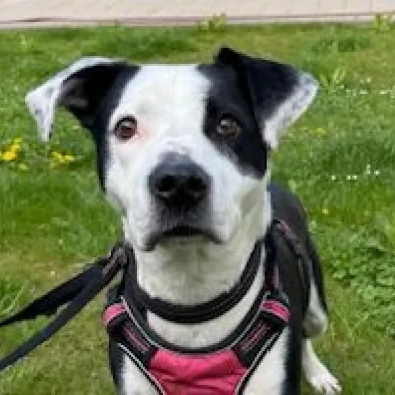 Nele, female 4yo Mixed Breed for adoption at Tierheim Bergheim, Bergheim