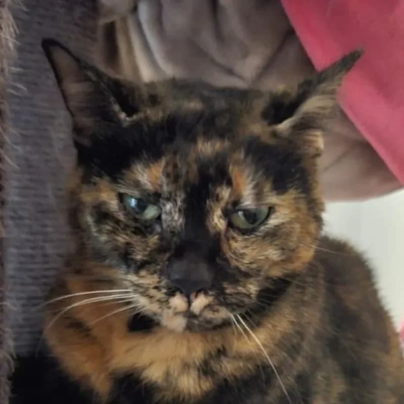 Nova (reserviert), female senior mixed breed for adoption at Tierheim Bergheim, Bergheim