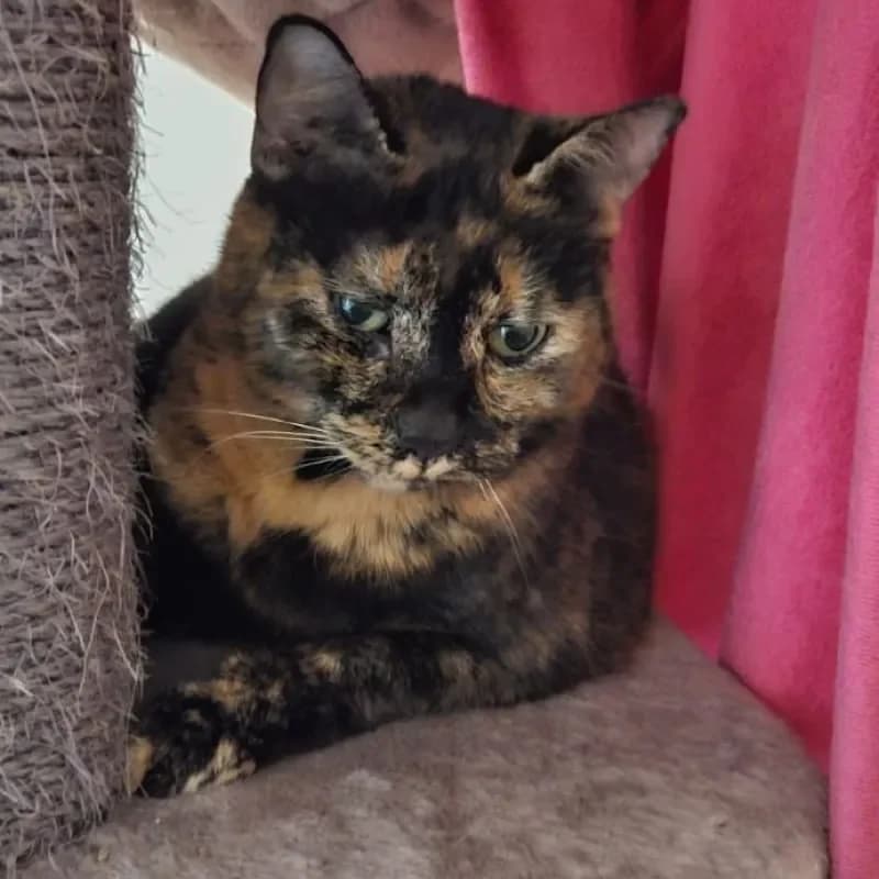 Nova (reserviert), female mixed breed for adoption at Tierheim Bergheim, Bergheim — photo 2 of 4